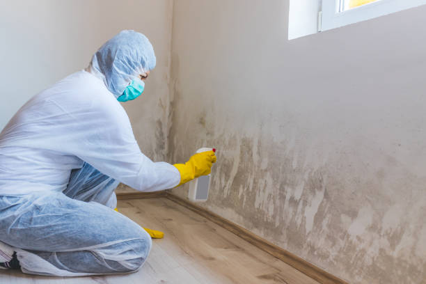 Licensed Mold Remediation service in Butler, PA - WQB Mold Removal